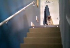 (Video) Lonely Pug Calls Out. What Happens Next is Something We Didn’t Expect.