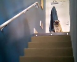 Lonely Pug Desperately Calls Out… What Happens Next Floors Us