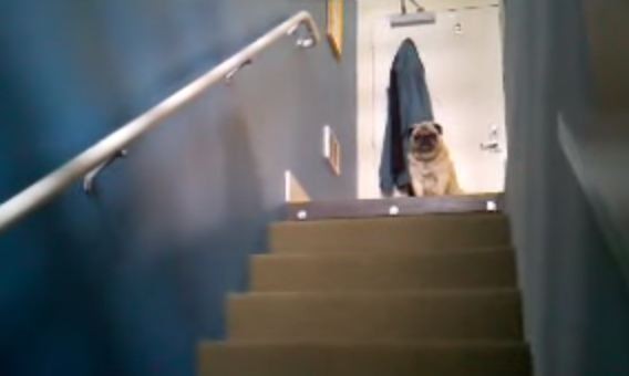 pugs on top of the stairs