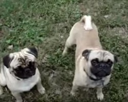 (VIDEO) Two Pugs Love to Play Outside SO Much That They…