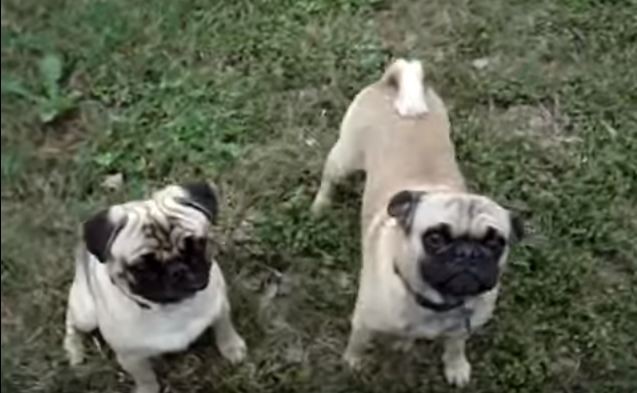 pugs playing outside