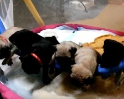 (VIDEO) Excited Pug Puppies Racing to See Their Mom is Soooo Precious!