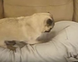 This Pug’s VERY Strange Behavior Will Have You Laughing for Hours – Seriously!