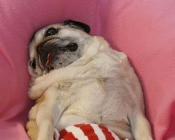These 8 Pugs Show off Their Best Angles and We Can’t Help But Smile!
