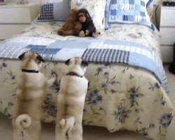 Watch How Two Pugs Challenge a Stuffed Monkey to a Duel! Hilarious!