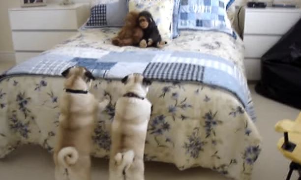 pugs vs monkey