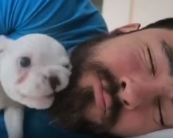 Watch to See What This White Frenchie Does to Become Dad’s Alarm Clock – Get Ready to LOL!