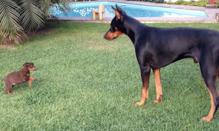 puppy challenges large dog