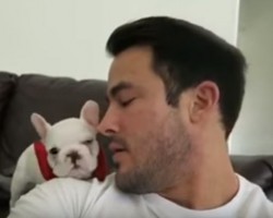 (VIDEO) Puppy Can’t Take a Compliment and How He Responds is Hilarious!