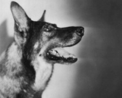Test Your Knowledge: Do You Know the Famous Dogs Through History on the Big Screen?