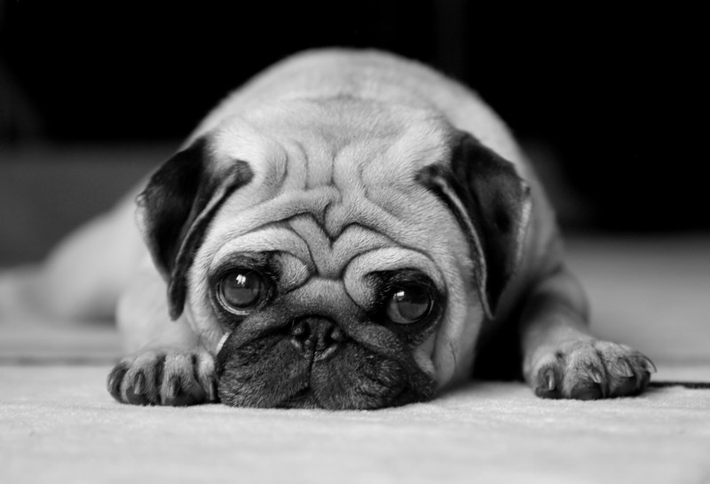 sad pug black and white