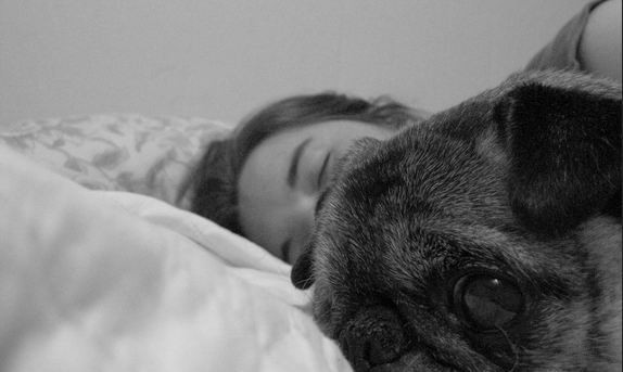 sleeping with pug