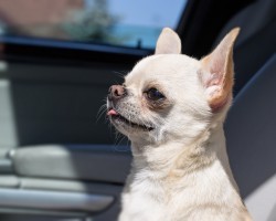 These 16 Pawsome States Have Laws to Protect a Dog Left in a Hot Car