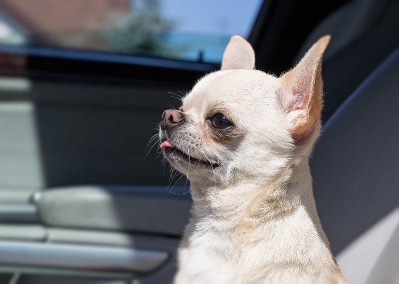 small dog in the car