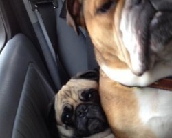 8 Doggies That Are Struggling to Make it Through the Day – LOL!