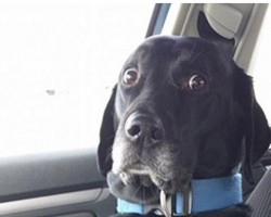 6 Hilarious Photos of Dogs That Just Found Out They’re Headed to the Vet – I Can’t Stop Laughing!