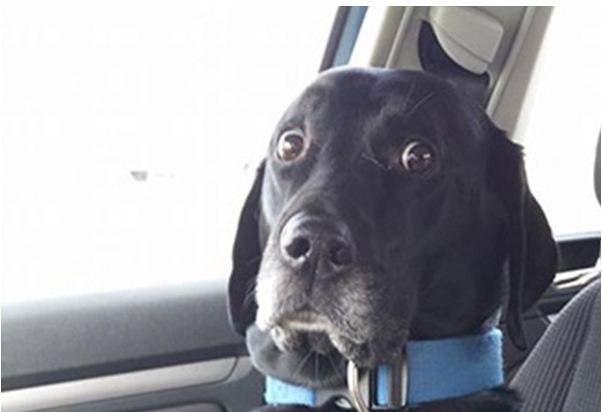 terrified dog going to the vet