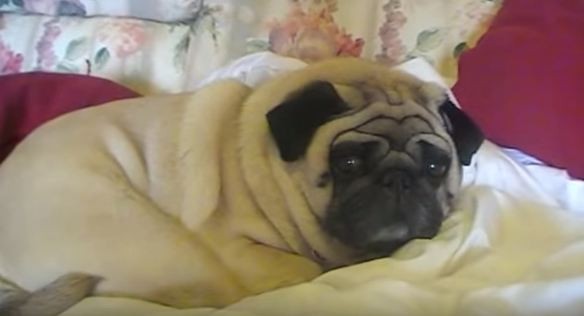 the pug files