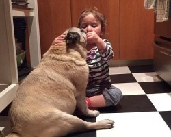 (VIDEO) Watch How This Toddler Reacts to Her Pug’s Teeth – Sooo Funny!