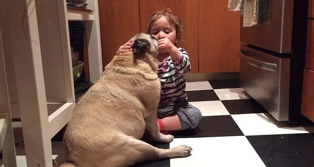 toddler looking at pug's teeth