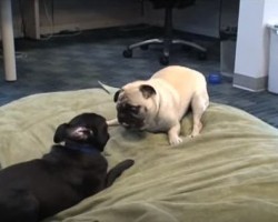 (VIDEO) Two Pugs Reminds Us What it Means to Be BFF’s – How They Have Fun Together is Pure Magic!
