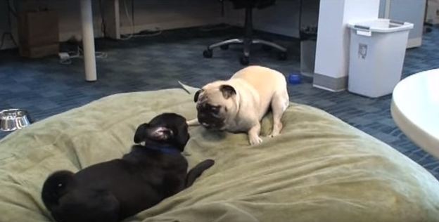 two pugs playing