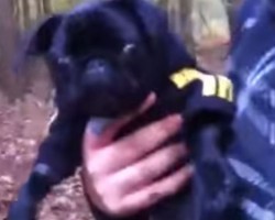 Pug Puppy Disses the Person Holding Him by Throwing a Fit and Screaming!