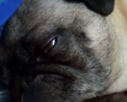 (VIDEO) Pug Gets Woken Up and His Reaction is Priceless – LOL!
