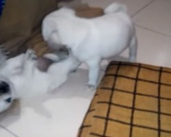 Delightful and Crazy Cute White Pug Puppies Are Making Us Go “Aww!”