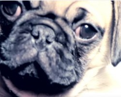 Bruce Wayne the Pug’s Version of “Wrecking Pug” is Hilarious – Watch and Sing Along!