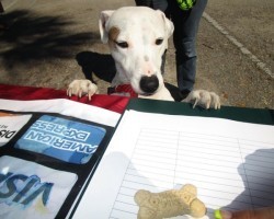 This Entire Town Shuts Down Once a Year to Celebrate Rescue Pets. When I Saw What This Town Does, I Was in Tears…