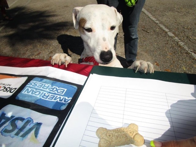 dog treat at dog fest