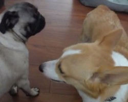(VIDEO) Confused Corgi Decides to Give a Pug a… Free Bath?! LOL!