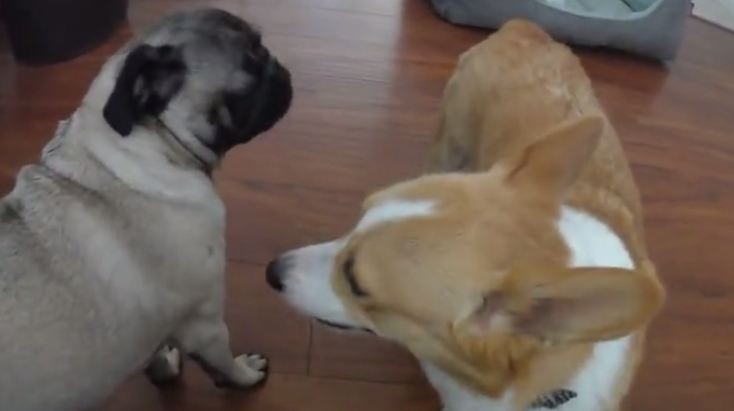 Corgi and Pug