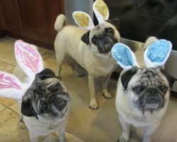 (VIDEO) 3 Pugs Are Invited to Go on An Easter Egg Hunt. What Happens Next? I’m Still Recovering From All the Cuteness Overload!