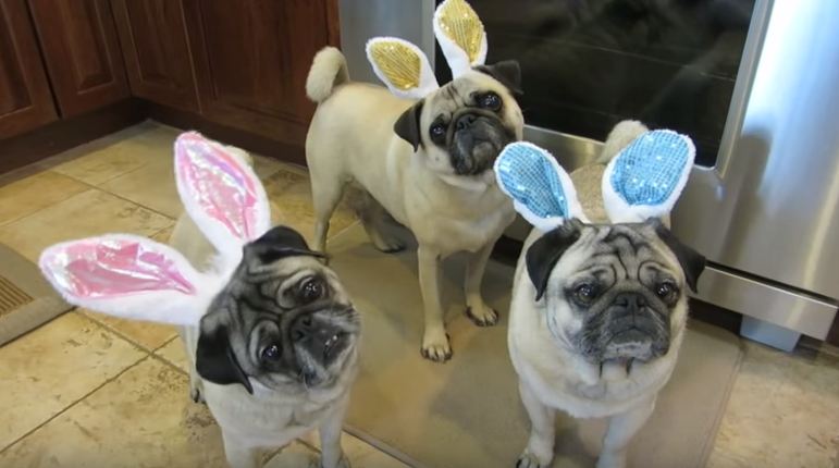 Easter bunny Pugs
