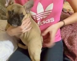 (VIDEO) 4-Month-Old French Bulldog is Getting a Nice Back Scratch. What She Does During? What a Clever and Funny Doggy!