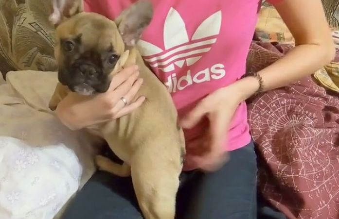 French Bulldog getting back scratch