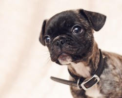 Wait Until You See These 10 Adorable Pug Cross-Breeds You’ve Never Heard Of. The Last One Will Melt Your Heart.