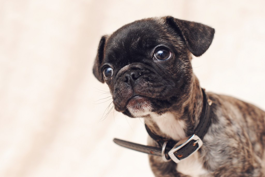 Frug puppy