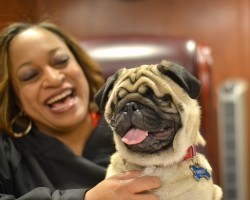 (VIDEO) He Was a Blind Shelter Dog Looking for a New Home. Now Watch This Sweet Pug Take the Stand With His New Owner!