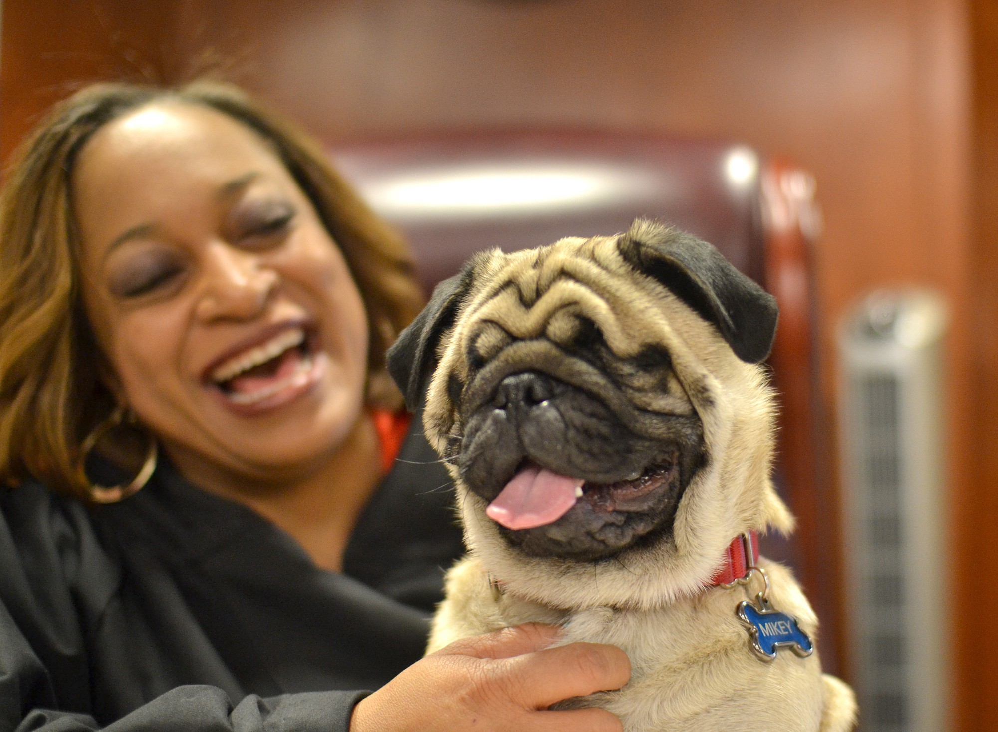 Mikey the Pug with judge mom