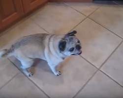 (VIDEO) Pug is SO Ready for Dinner Time. Now Listen to the Sounds She Makes While She Gleefully Waits for Her Meal…