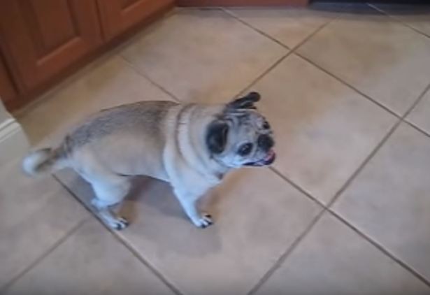 Pug excited to eat