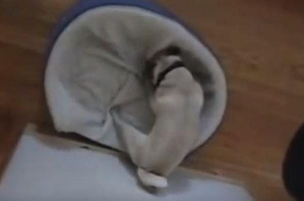 Pug fights bed