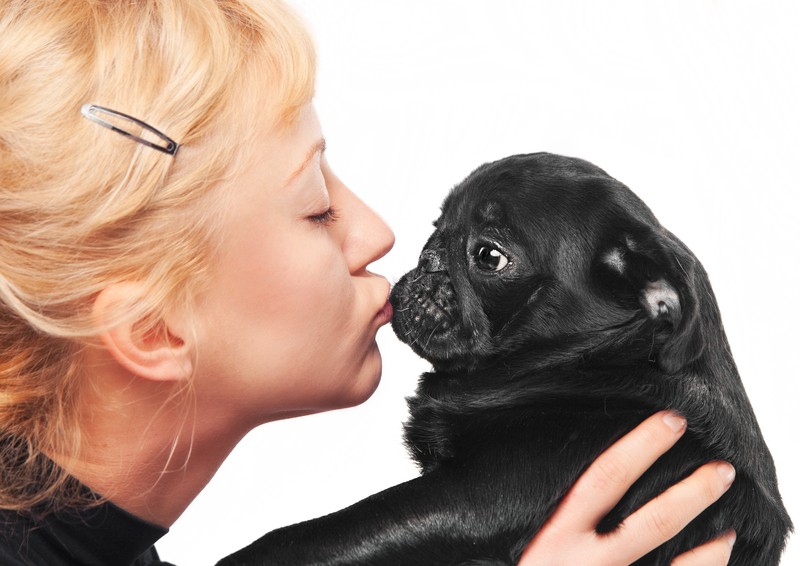 Pug kiss