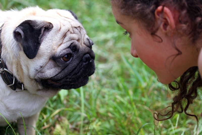 Reactive Pug