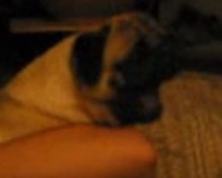 (VIDEO) Pug Gets Out of This World Excited. Now Watch What Happens. WOW!