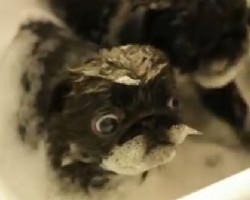 (VIDEO) Watch These Pug Puppies Get Bathed – Your Heart Will Stop Before You “Aww” Out Loud!
