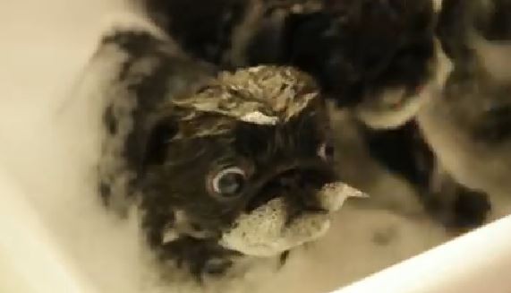 pug puppy in the tub